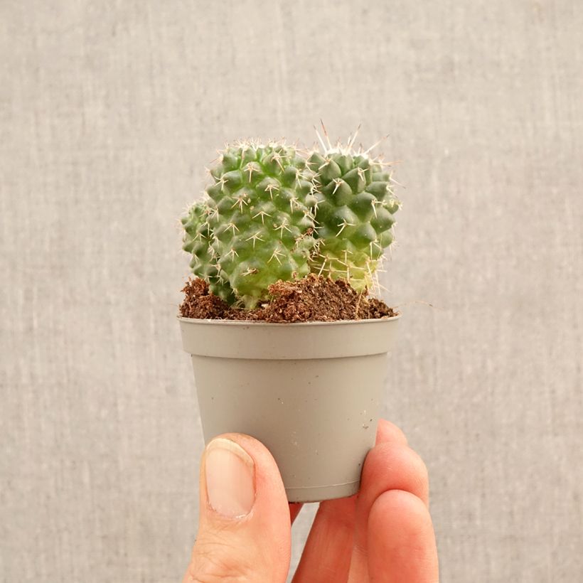 Spécimen de Cactus - Mammillaria Toluca Mini-plante tel que livré au printemps