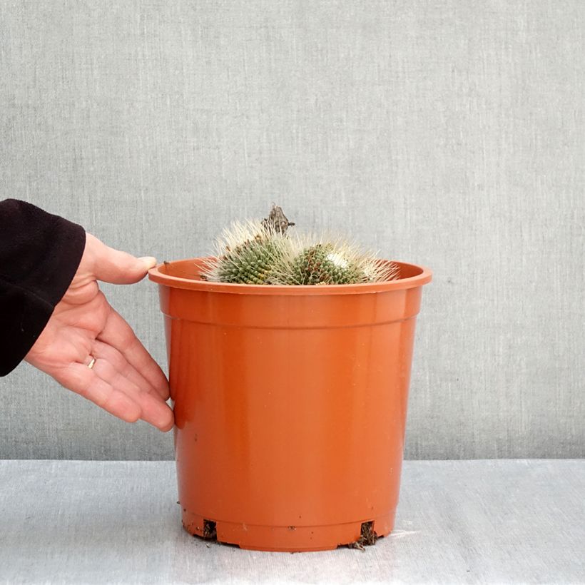 Spécimen de Cactus - Mammillaria Un Pico Pot de 4L/5L, 18/20 diamètre tel que livré en automne