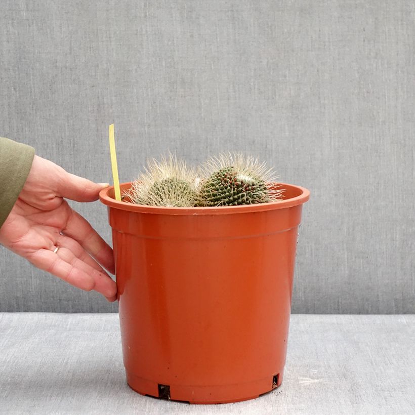 Spécimen de Cactus - Mammillaria Un Pico Pot de 4L/5L, 18/20 diamètre tel que livré en hiver