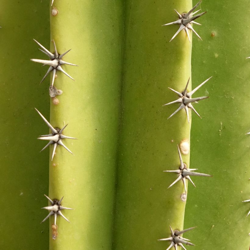 Cactus - Polaskia chende (Feuillage)