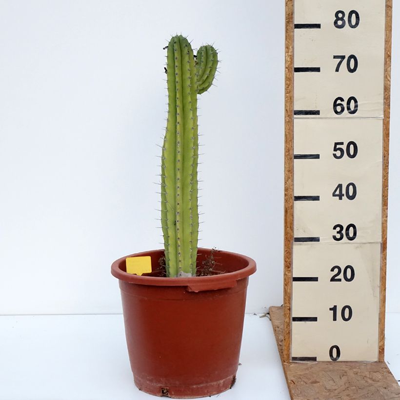 Spécimen de Cactus - Polaskia chende Pot de 12L/15L tel que livré en automne