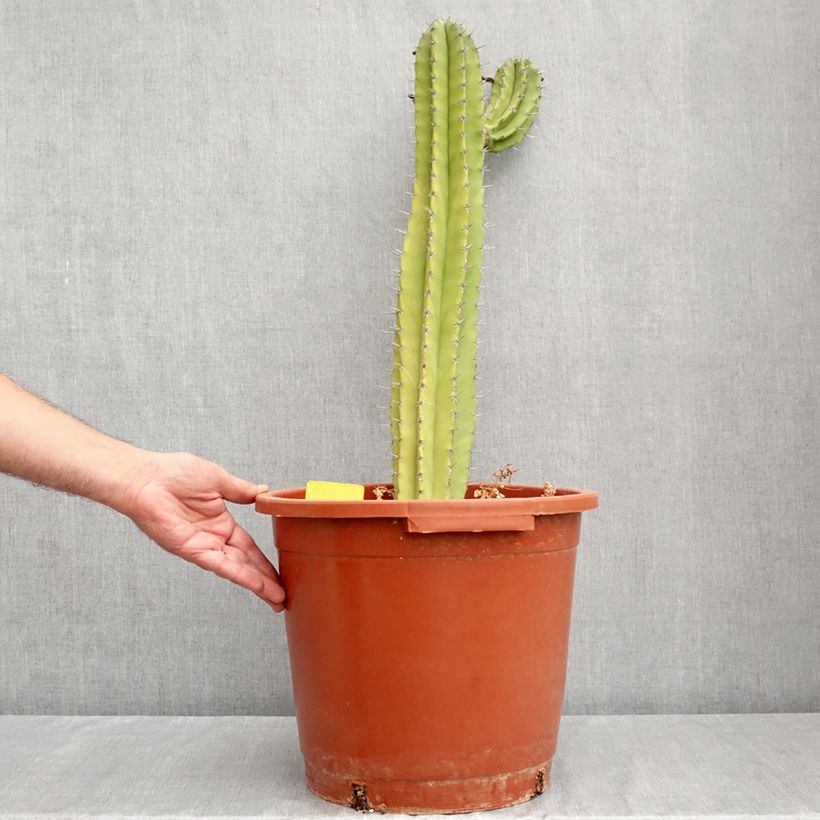 Spécimen de Cactus - Polaskia chende Pot de 12L/15L tel que livré en été