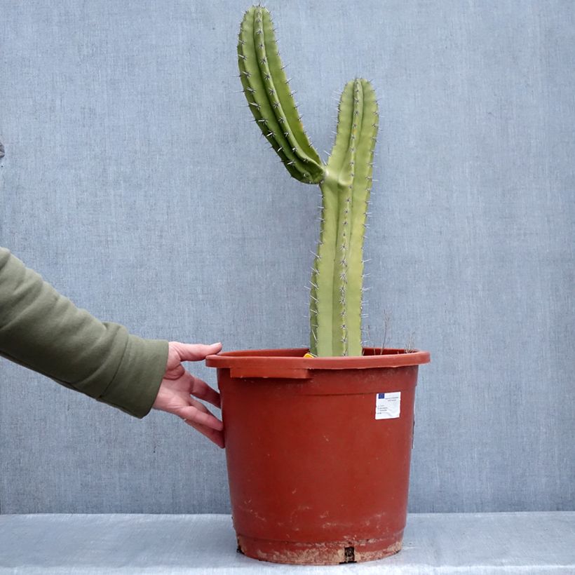 Spécimen de Cactus - Polaskia chende Pot de 12L/15L tel que livré en hiver