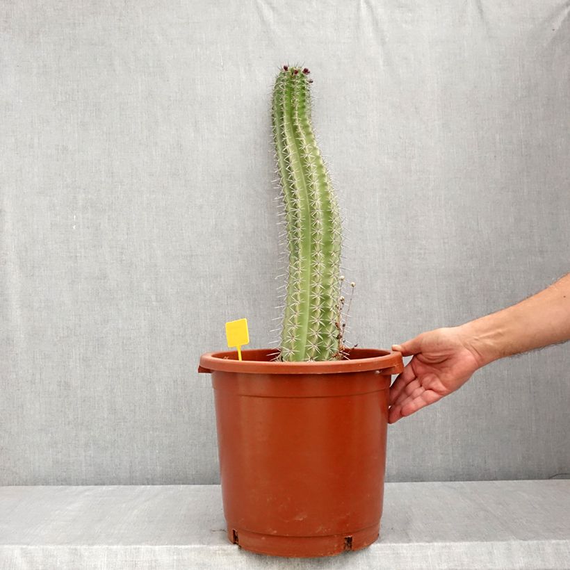 Spécimen de Cactus - Stenocereus griseus Pot de 12L/15L tel que livré en été