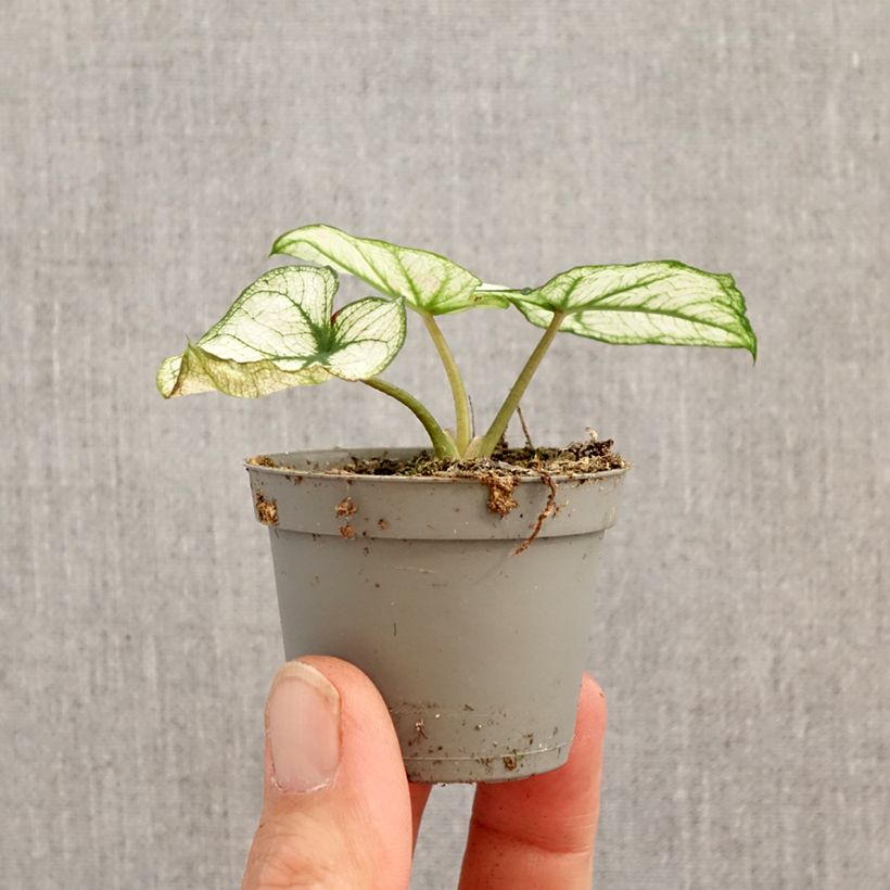 Spécimen de Caladium Kelly Mini-plante tel que livré au printemps