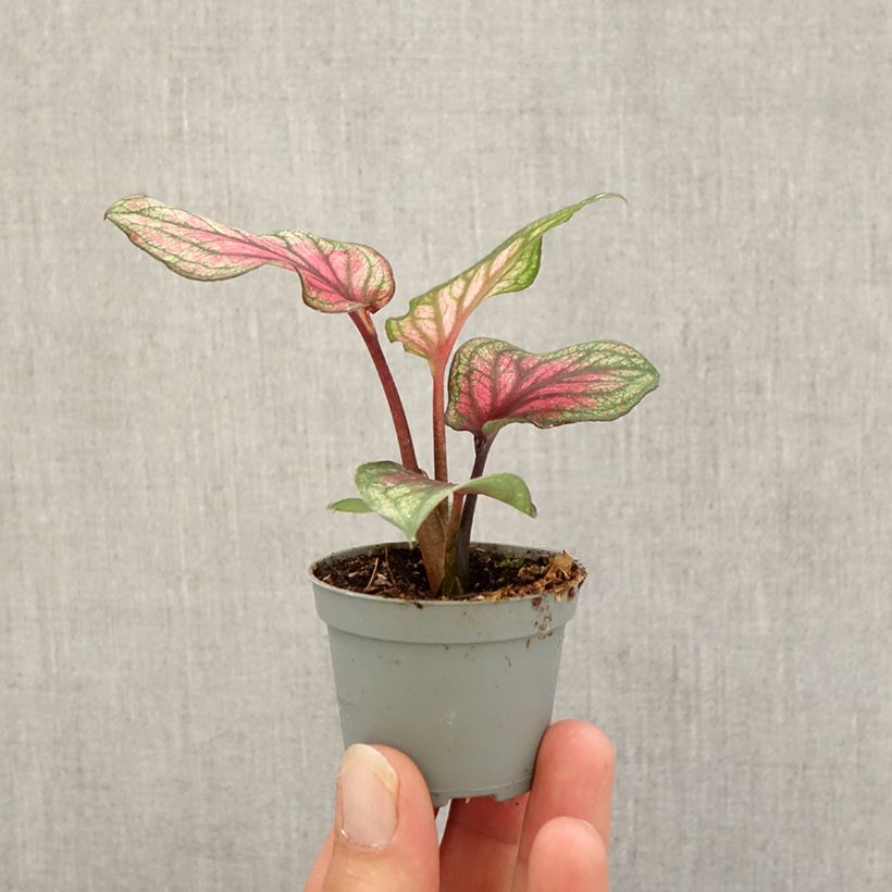 Spécimen de Caladium Lucia Mini-plante tel que livré en automne