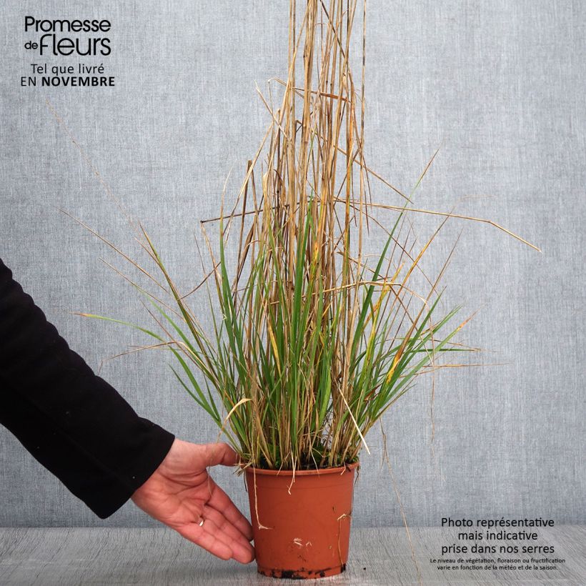 Spécimen de Calamagrostis acutiflora Avalanche - Calamagrostide Pot de 1L/1,5L tel que livré en automne