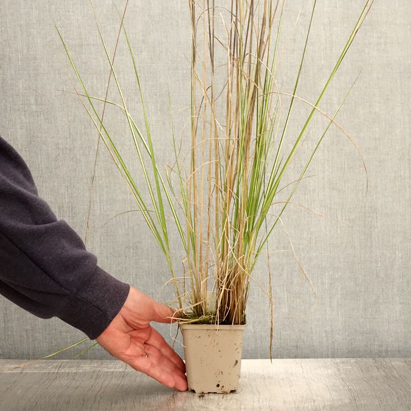 Spécimen de Calamagrostis acutiflora Avalanche - Calamagrostide Godet de 8/9 cm tel que livré en automne