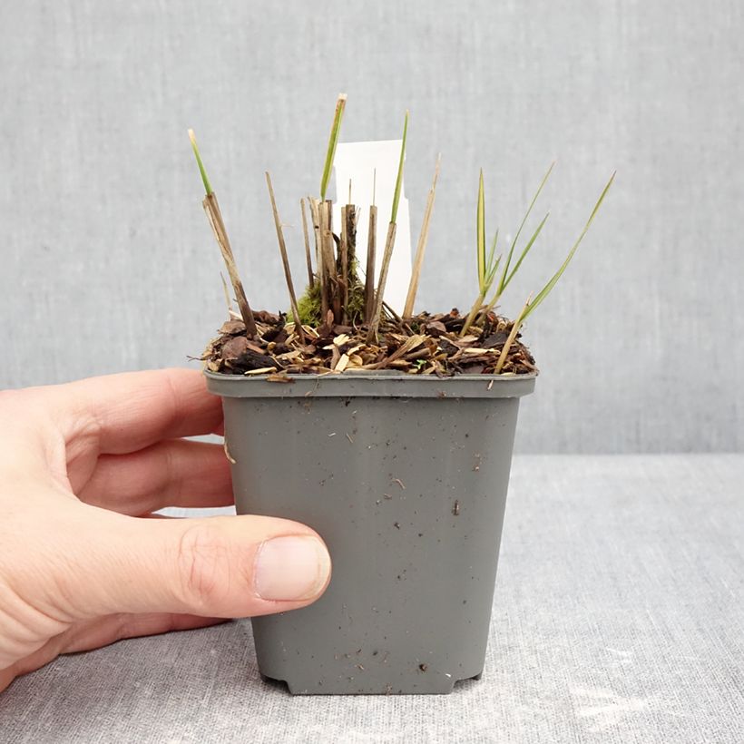Spécimen de Calamagrostis acutiflora Eldorado Godet de 8/9 cm tel que livré en hiver