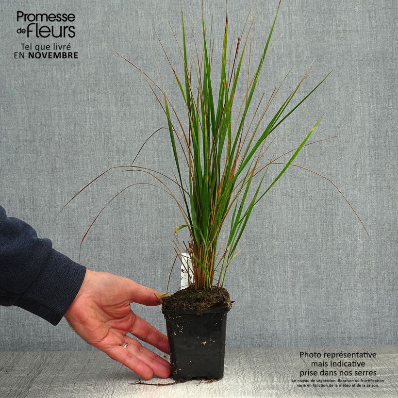 Spécimen de Calamagrostis acutiflora Karl Foerster Godet de 8/9 cm tel que livré en automne