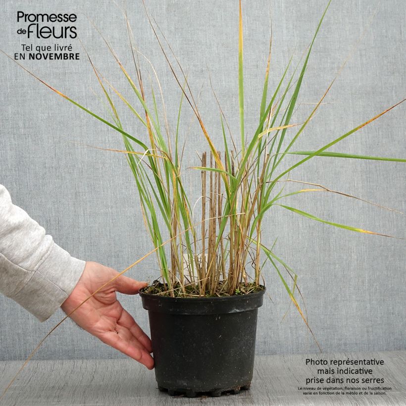 Spécimen de Calamagrostis acutiflora Karl Foerster Pot de 2L/3L tel que livré en automne