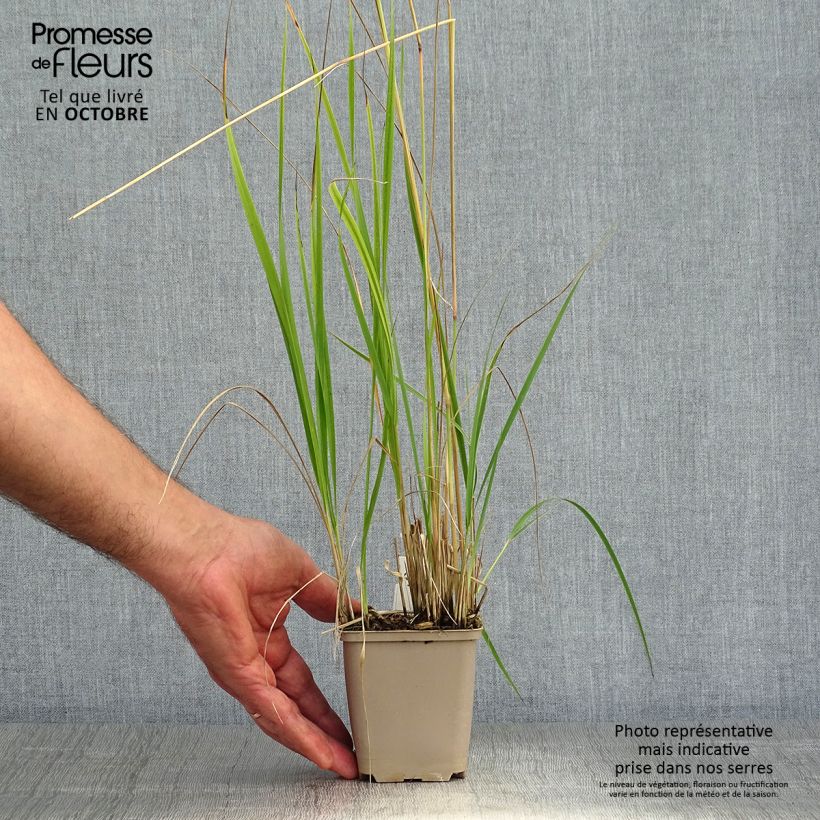 Spécimen de Calamagrostis acutiflora Overdam - Calamagrostide Godet de 8/9 cm tel que livré en automne