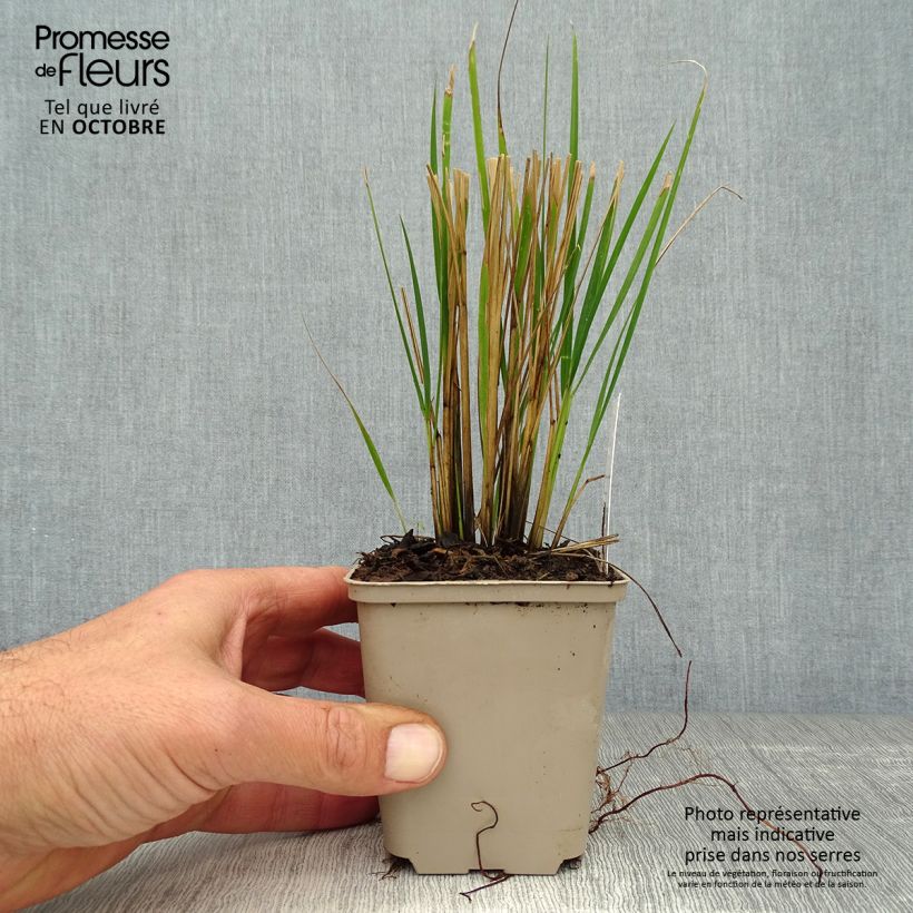 Spécimen de Calamagrostis acutiflora Waldenbuch Godet de 8/9 cm tel que livré en automne