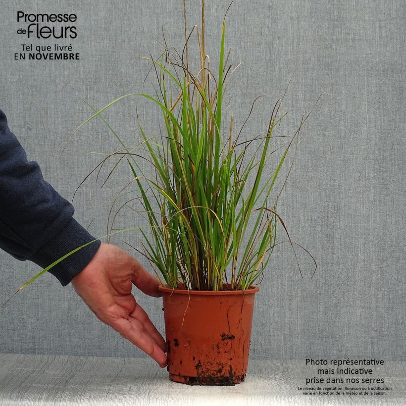 Spécimen de Calamagrostis acutiflora Waldenbuch Pot de 1L/1,5L tel que livré en automne