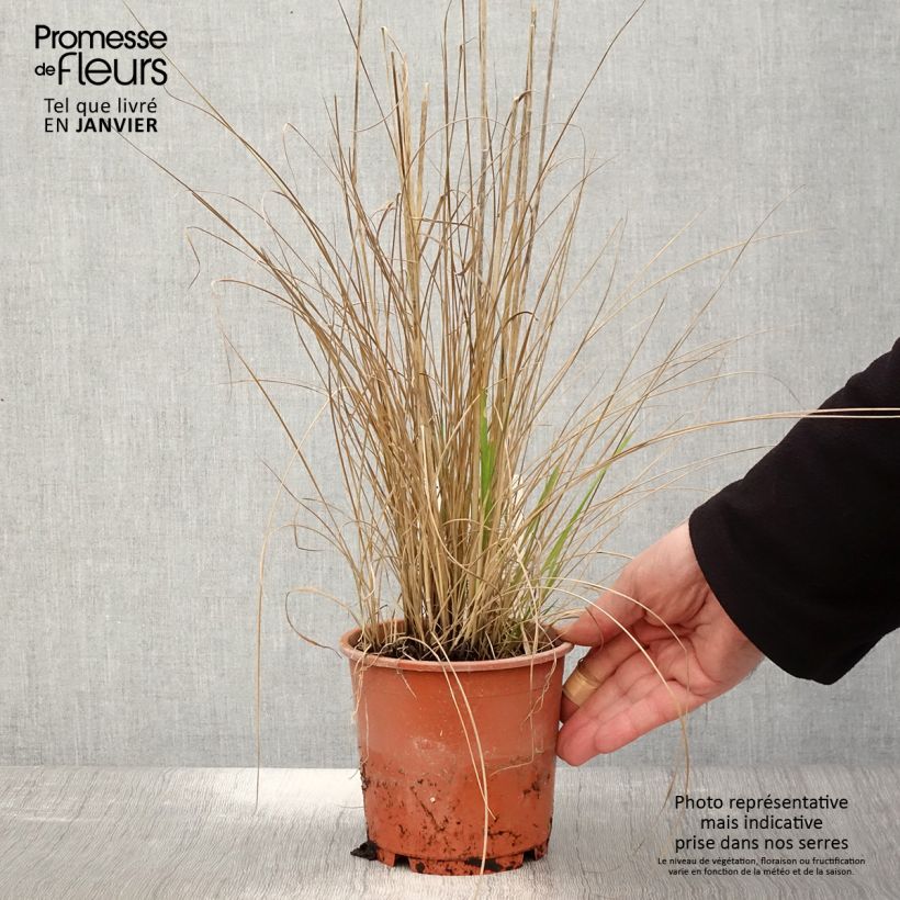 Exemplar von Calamagrostis acutiflora Waldenbuch - Reitgras Topf mit 1L/1,5L wie im Winter geliefert