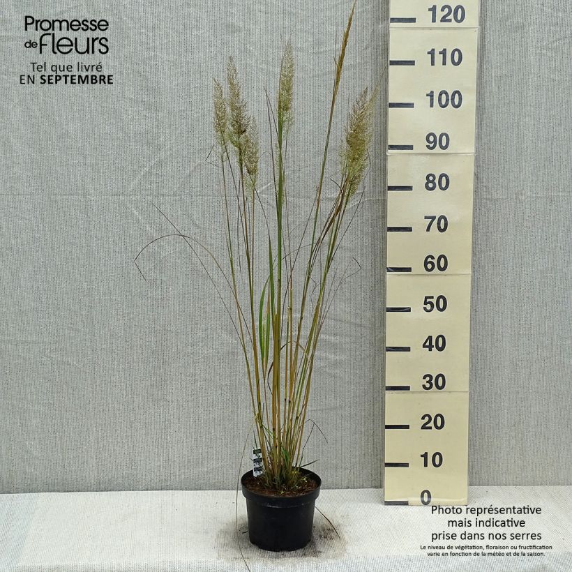 Spécimen de Calamagrostis brachytricha - Herbe aux diamants Pot de 3L/4L tel que livré en automne