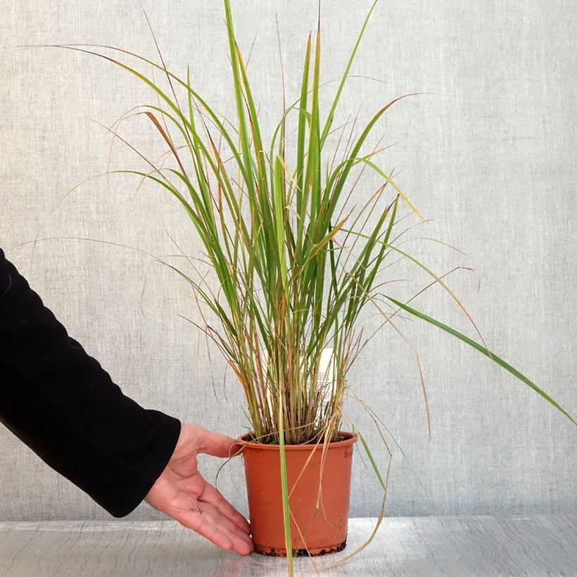 Spécimen de Calamagrostis brachytricha - Herbe aux diamants Pot de 1L/1,5L tel que livré en automne