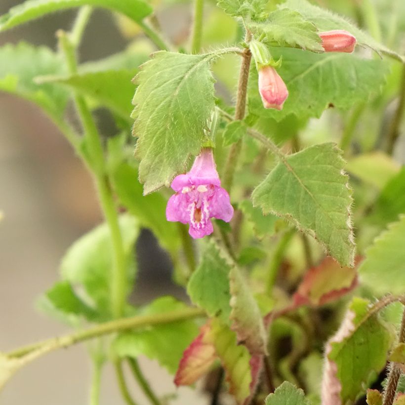 Calamintha grandiflora - Calament (Feuillage)