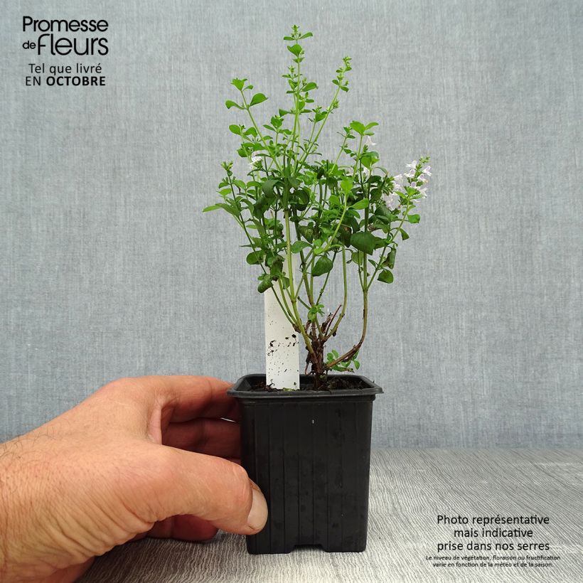 Spécimen de Calamintha nepeta - Calament Godet de 8/9 cm tel que livré en automne