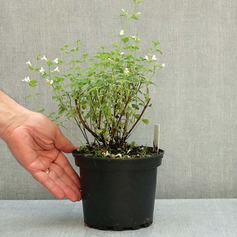 Spécimen de Calamintha sylvatica Menthe - Sariette des bois Pot de 2L/3L tel que livré en automne