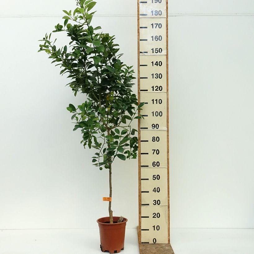 Spécimen de Calamondin - Citrus madurensis (mitis) Pot de 3L/4L, Touffe tel que livré en été