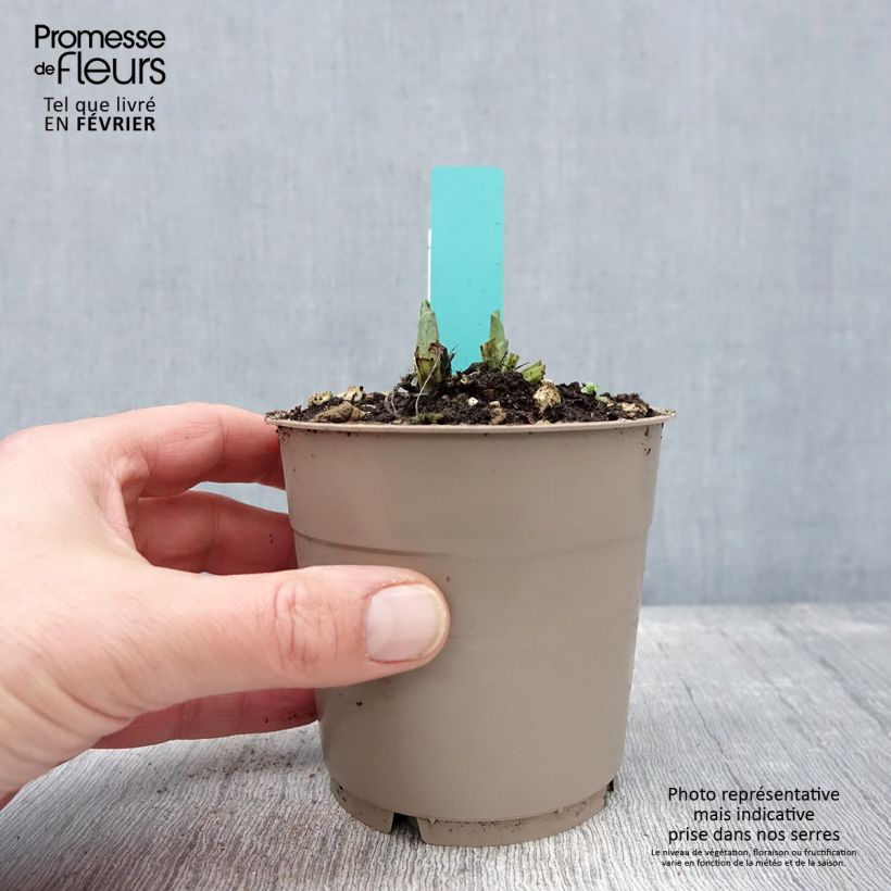 Spécimen de Calanthe Arizona Dream - Orchidée vivace Pot de 1L/1,5L tel que livré en hiver