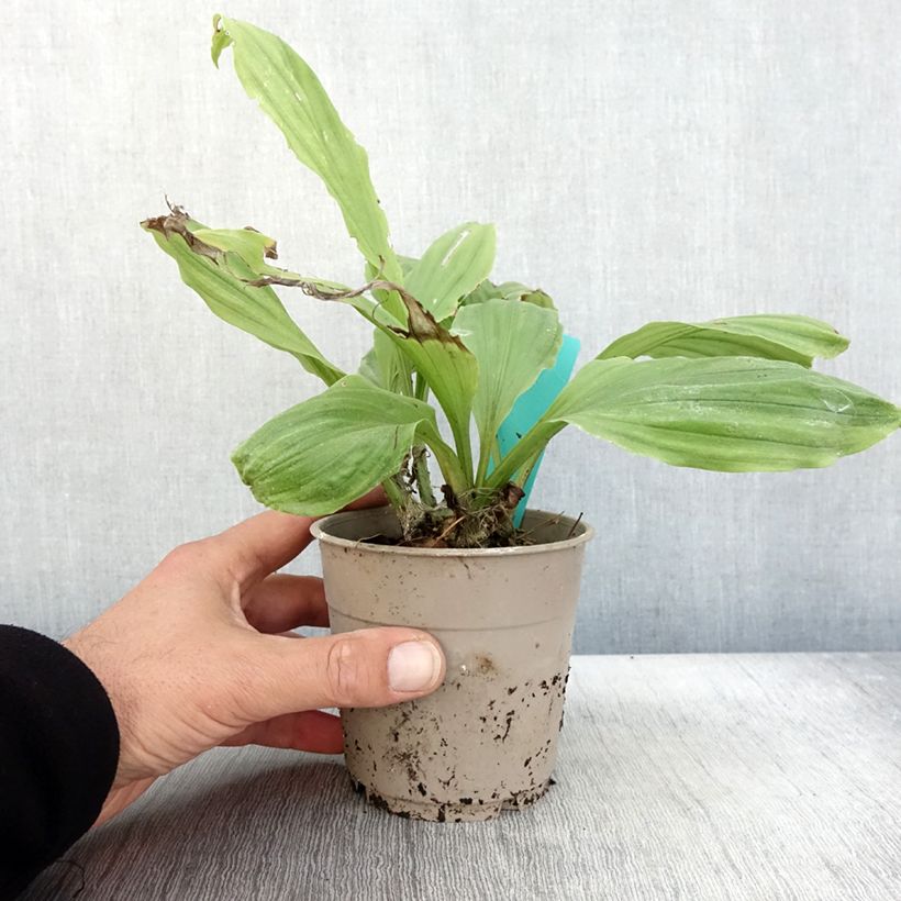 Spécimen de Calanthe Arizona Dream - Orchidée vivace Pot de 1L/1,5L tel que livré en automne