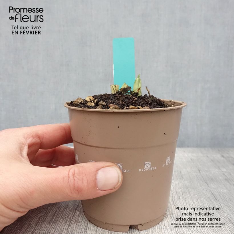 Spécimen de Calanthe discolor Pot de 1L/1,5L calibre I tel que livré en hiver