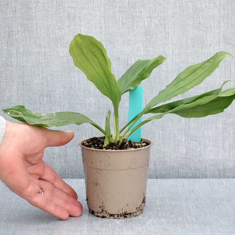 Spécimen de Calanthe discolor Pot de 1L/1,5L calibre I tel que livré au printemps