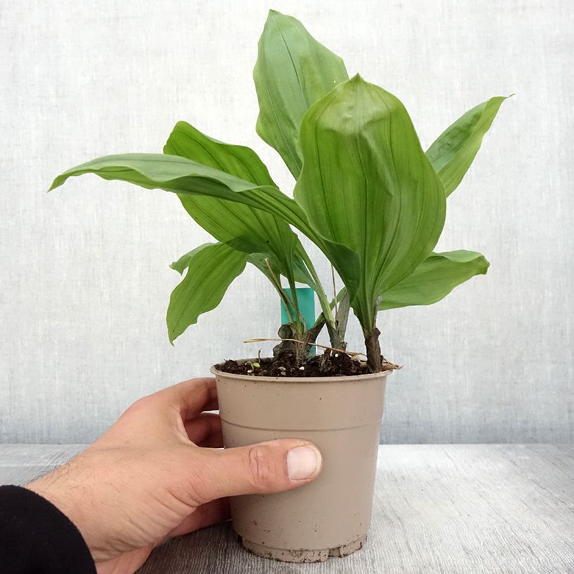 Spécimen de Calanthe Olive Green - Orchidée vivace Pot de 1,5L/2L tel que livré en automne