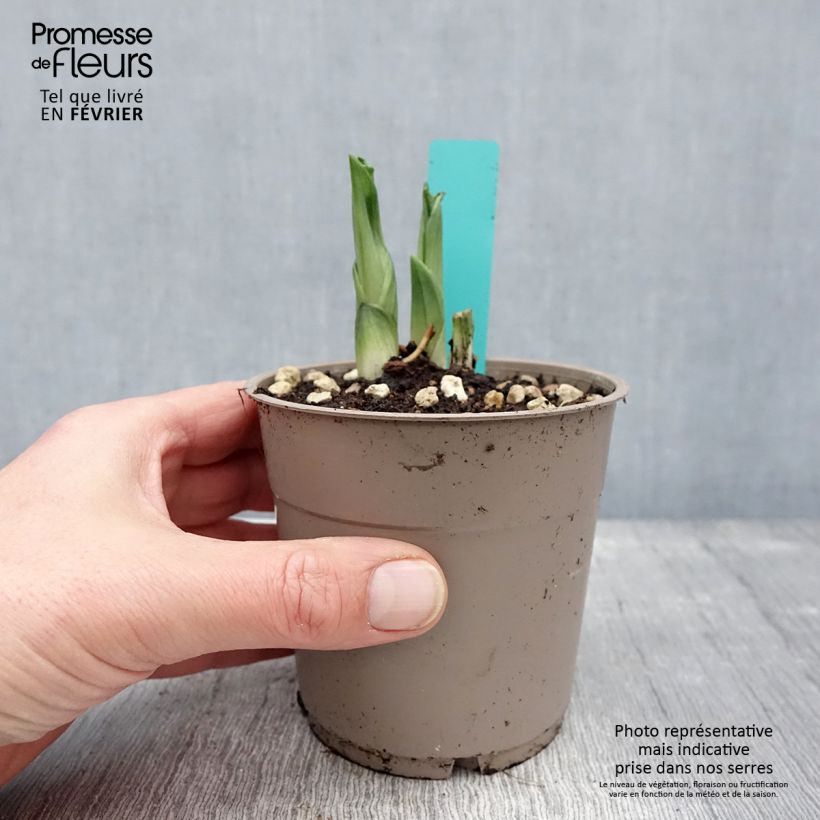 Spécimen de Calanthe Olive Green - Orchidée vivace Pot de 1,5L/2L tel que livré en hiver