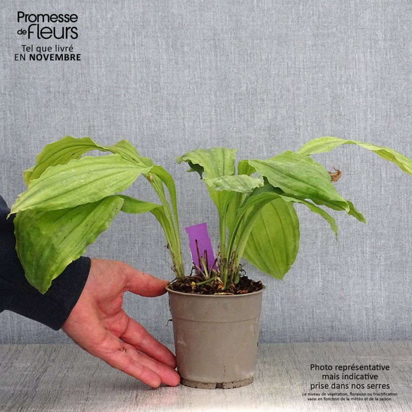 Spécimen de Calanthe Pink & Cream - Orchidée vivace Pot de 1,5L/2L tel que livré en automne