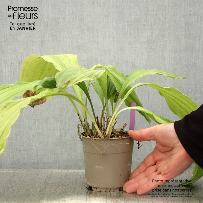 Spécimen de Calanthe Pink & Cream - Orchidée vivace Pot de 1,5L/2L tel que livré en hiver