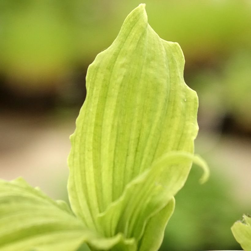Calanthe reflexa - Orchidée vivace (Feuillage)