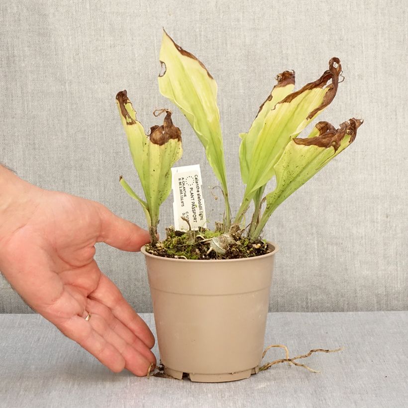 Spécimen de Calanthe sieboldii Light - Orchidée de jardin Pot de 1L/1,5L tel que livré en automne