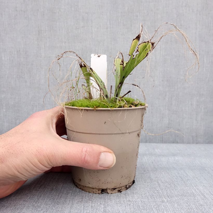 Spécimen de Calanthe sieboldii Light - Orchidée de jardin Pot de 1L/1,5L tel que livré en hiver