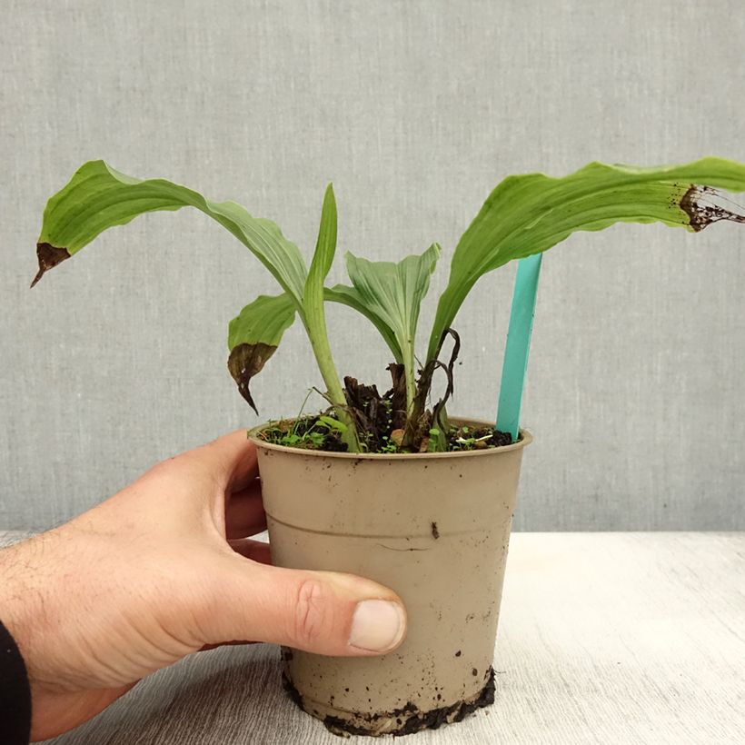 Spécimen de Calanthe Takane - Orchidée de jardin Pot de 1L/1,5L tel que livré en automne
