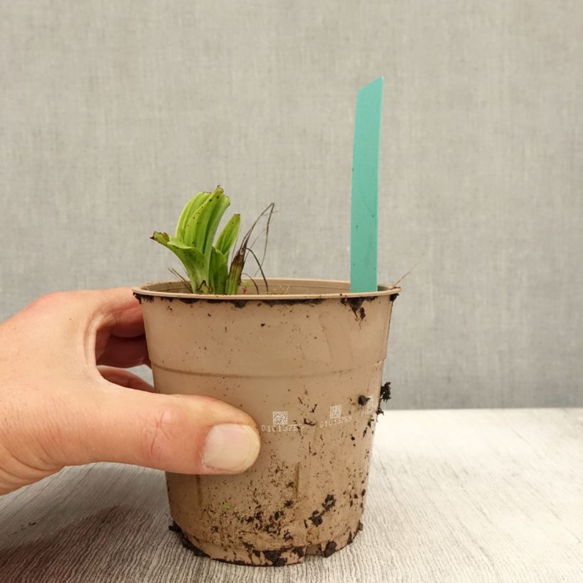 Spécimen de Calanthe tricarinata - Orchidée vivace Pot de 1L/1,5L calibre I tel que livré en automne