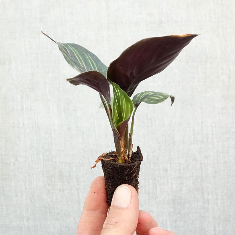 Spécimen de Calathea Beauty Star Mini-plante tel que livré en automne