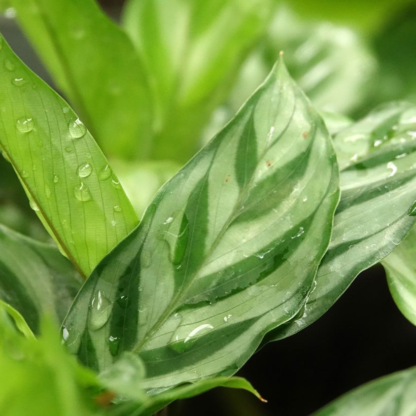 Calathea Freddie (Feuillage)
