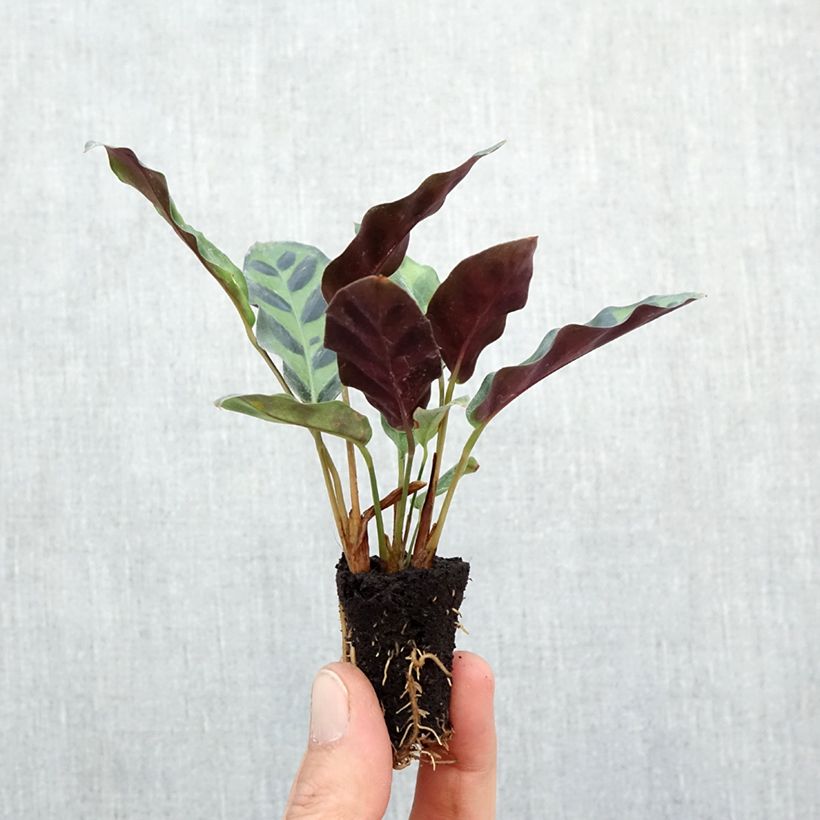Spécimen de Calathea insignis Mini-plante tel que livré en automne