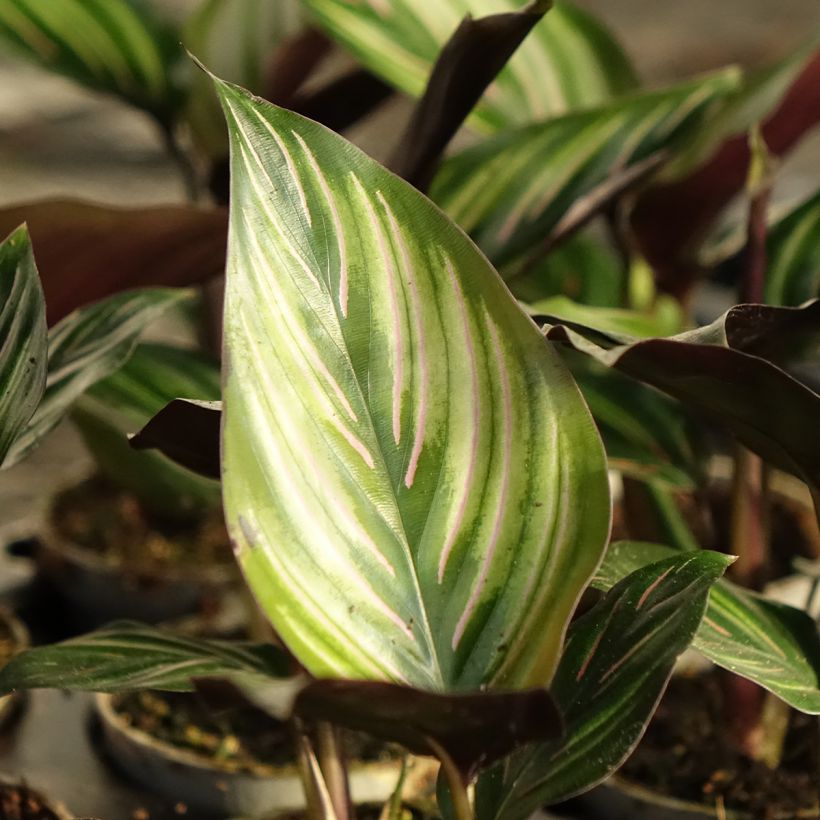 Calathea Meili (Feuillage)