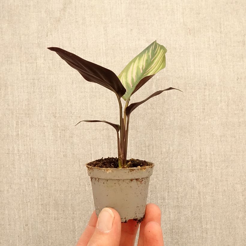 Spécimen de Calathea Meili Mini-plante tel que livré au printemps