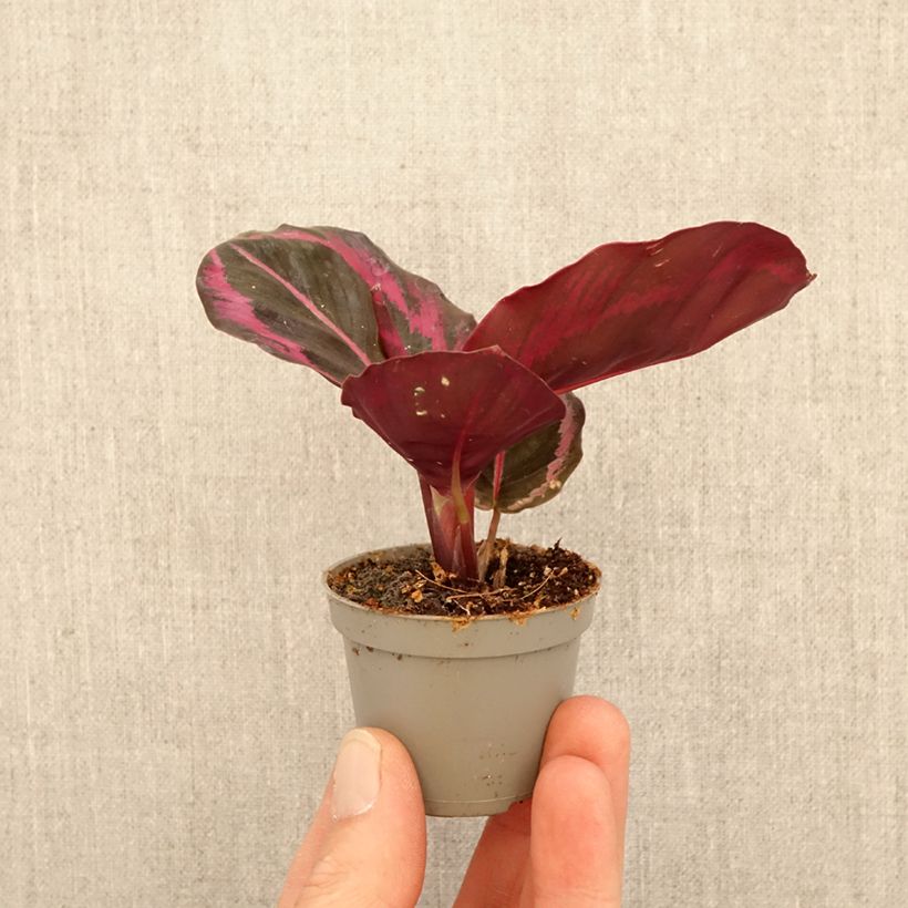 Spécimen de Calathea Princess Jessie Mini-plante tel que livré au printemps