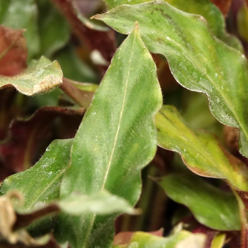 Calathea rufibarba (Feuillage)
