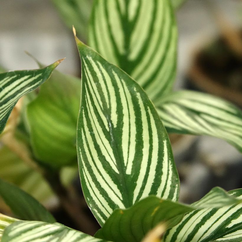 Calathea vittata (Feuillage)