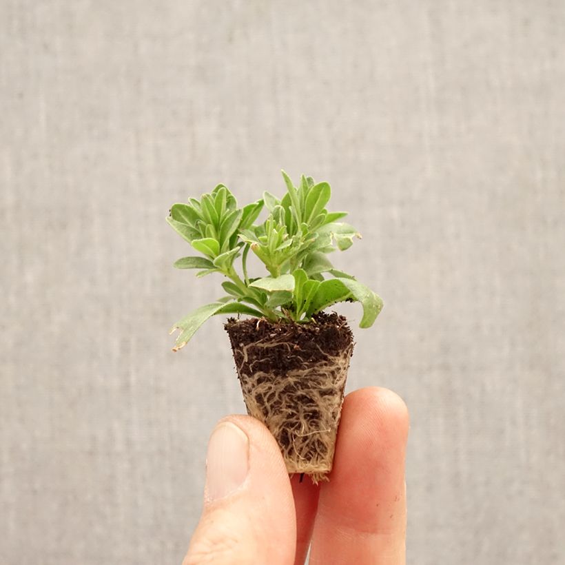 Spécimen de Calibrachoa Cabaret Special Diva Cherry - Mini-pétunia Mini-motte Ø 3/4 cm tel que livré au printemps