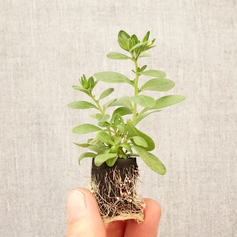 Spécimen de Calibrachoa Lia Spark Pink - Mini-petunia Mini-motte Ø 3/4 cm tel que livré au printemps