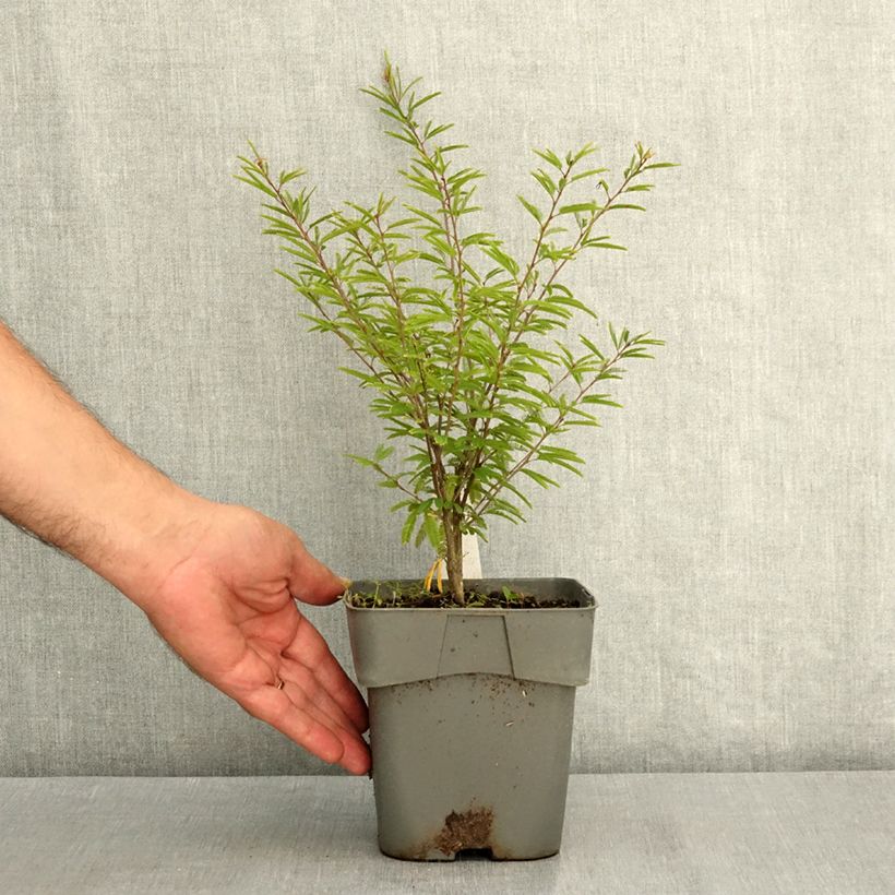 Spécimen de Calliandra surinamensis Dixie Pink - Arbre aux houpettes Pot de 2L/3L tel que livré en été