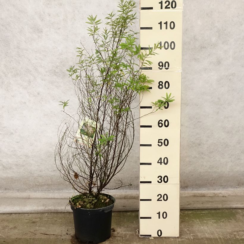 Spécimen de Calliandra surinamensis Dixie Pink - Arbre aux houpettes Pot de 7,5L/10L tel que livré en automne